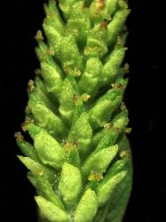 Salix ×pendulina f. pendulina. Female catkin showing bracts and ovaries.
 Image: D. Glenny © Landcare Research 2020 CC BY 4.0